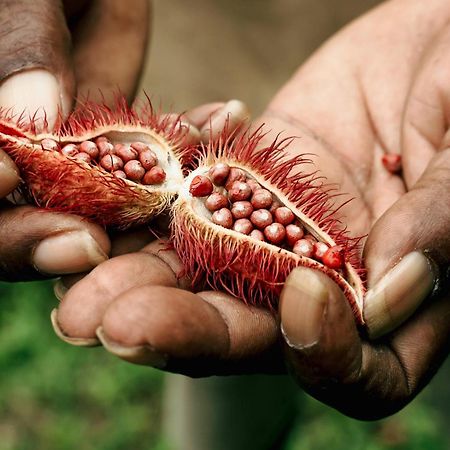La Loma Jungle Lodge And Chocolate Farm โบกัสทาวน์ ภายนอก รูปภาพ