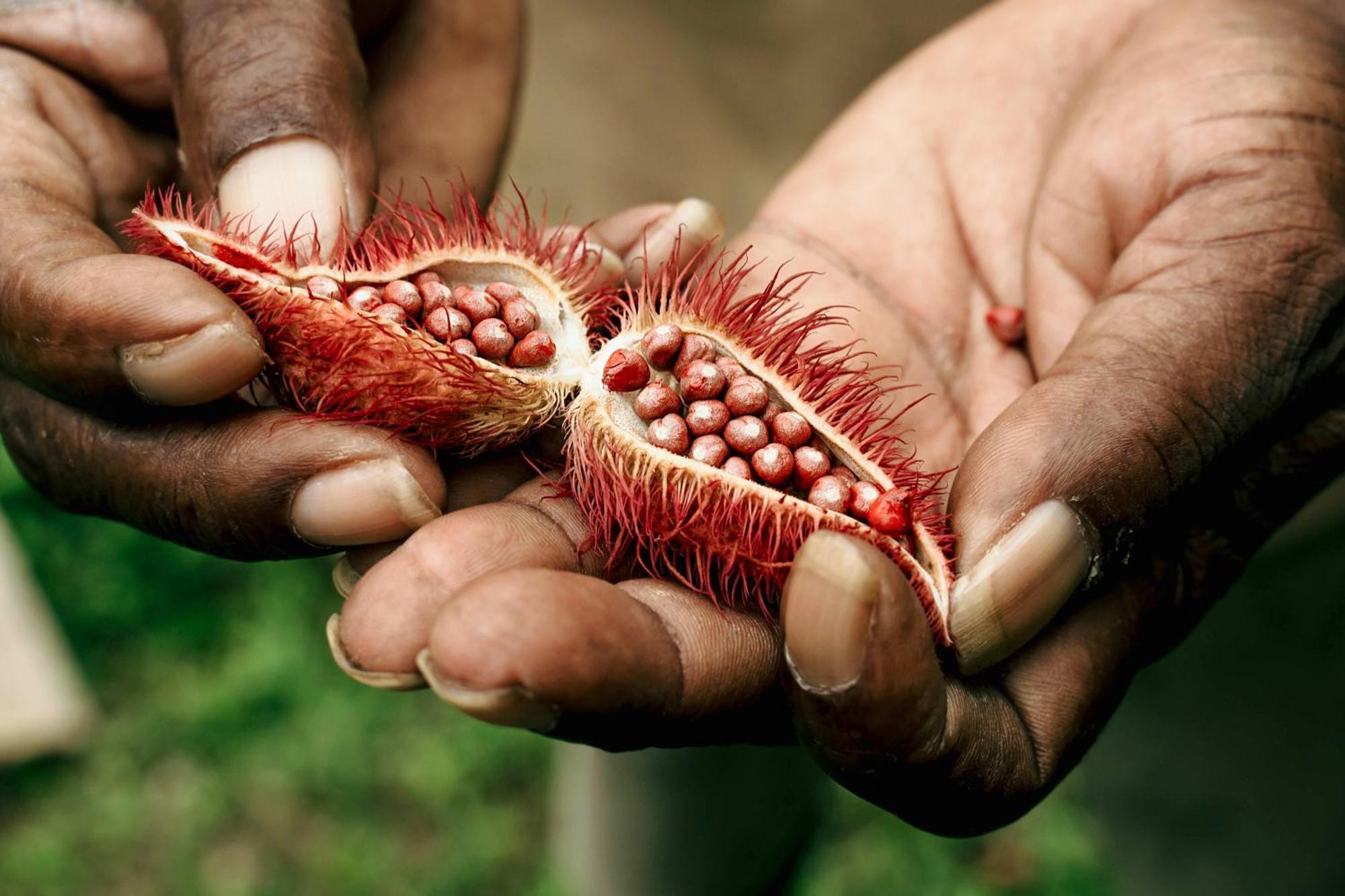 La Loma Jungle Lodge And Chocolate Farm โบกัสทาวน์ ภายนอก รูปภาพ