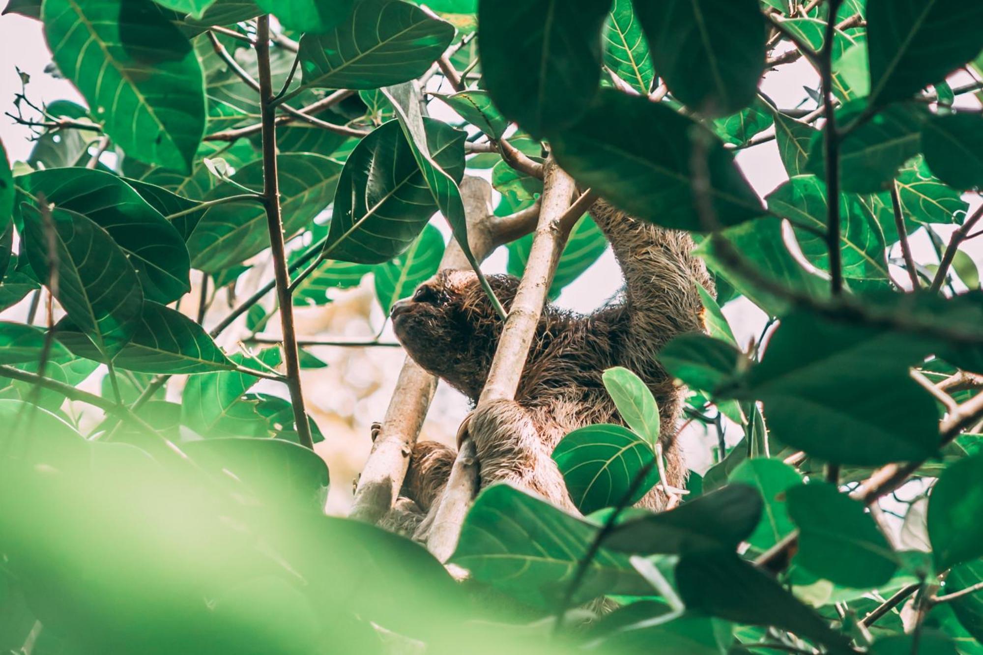 La Loma Jungle Lodge And Chocolate Farm โบกัสทาวน์ ภายนอก รูปภาพ